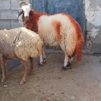 بره قوچی|حیوانات مزرعه|تایباد, |دیوار