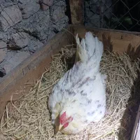 فروش مرغ کرچ وخروس