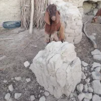گوسفند نر