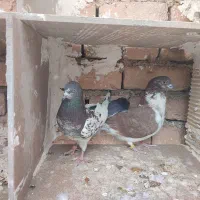 کبوتر|پرنده|سرپل ذهاب, |دیوار