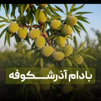 نهال پسته و گردو