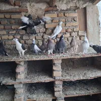 کبوتر|پرنده|فاضل آباد, |دیوار