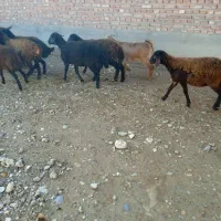 بره ماده قزل افشار|حیوانات مزرعه|بکتاش, |دیوار