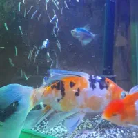 ماهی کویی سوپر باله|ماهی|مشهد, بهارستان|دیوار