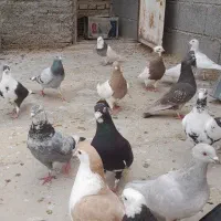 کبوتر ها رنگ پلنگ  جفت 800