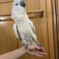 جوجه طوطی کاکادو ملوکان ارا کاسکو راهب