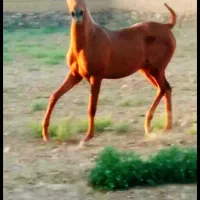 کره مادیون|اسب و تجهیزات اسب‌سواری|معصومیه, |دیوار