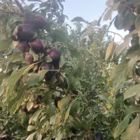 آلو رسمی