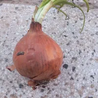 پیاز نیشی برای دام