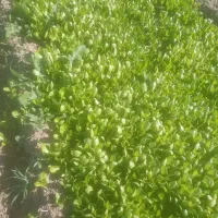 کاهو روغنی|خوردنی و آشامیدنی|خان ببین, |دیوار