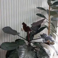 مغازه-تجاری-42متری-گاز