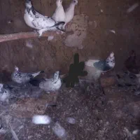 کبوتر ۱۱ عدد یک‌جایی دونه ۹۰|پرنده|ساوه, |دیوار