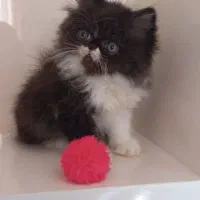 بچه گربه پرشین