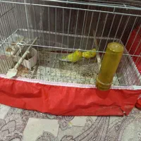 یک عروس هلندی آلبینو سخنگو کاملا اهلی|پرنده|اشنویه, |دیوار