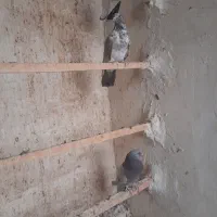 کبوتر|پرنده|آران و بیدگل, |دیوار