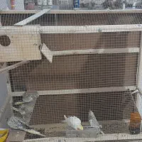 دو عدد جفت عروس هلندی|پرنده|شیراز, کوشک میدان|دیوار