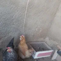 مرغ بومی|حیوانات مزرعه|خمینیشهر, |دیوار