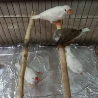 فنچ سالم و سرحال