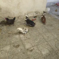 سلام چندعددخروس گلین نژاد خوب