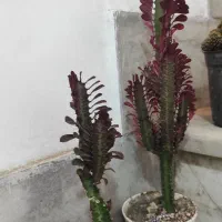 گل ناز،بیدی،بن سای ،کاکتوس صخره،آلوئه ورا|گل و گیاه طبیعی|تهران, کرمان|دیوار