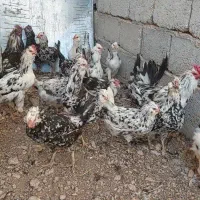 مرغ و خروس گلین لری پنگئنی ریشو ۴۰ تاج|حیوانات مزرعه|دهق, |دیوار