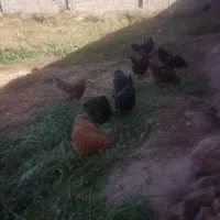 تویوغ