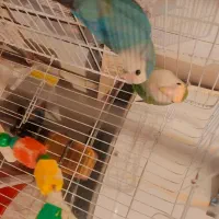 جراحی روستای گرگر