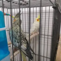 جفت عروس هلندی با جوجه