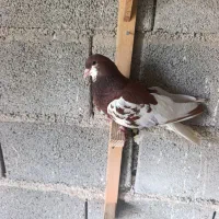 کبوتر نر یال سرخ گلدار و ماده چپ سرخ گلدار