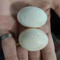 تخم نطفه دار آلمانی