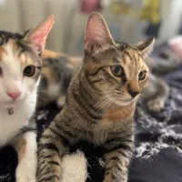 واگذاری گربه دی اس اچ