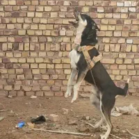 سگ نگهبان|سگ|تربت جام, جامرود|دیوار