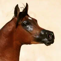 نریون دو سر عرب