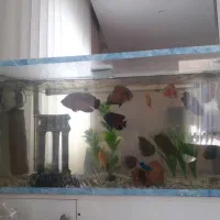 فروش ماهی ۱۳ عدد