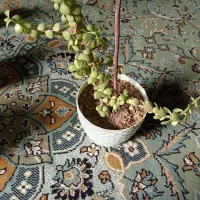 گلدون گل طبیعی70تومن