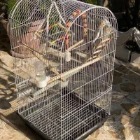 عروس هلندی|پرنده|لشت نشا, |دیوار