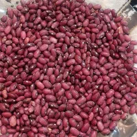 ۳۰۰کیلولوبیا قرمز امسالی پزابه شرط