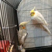 جفت عروس هلندی