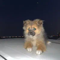 پامرانین روباهی