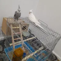 عروس هلندی جفت سخنگو