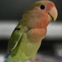 طوطی برزیلی گم شده