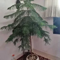 گل مطبق