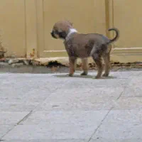 سگ اصیل نژاد سرابی