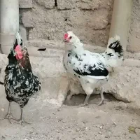 تخم نطفه دارگلین اصل