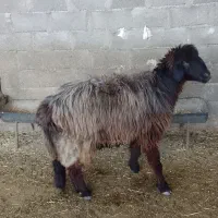 کاوه میش تهه بختیاری|حیوانات مزرعه|دهدشت, |دیوار