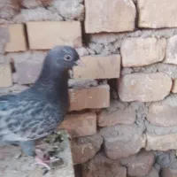 کفتر|پرنده|یزد, |دیوار