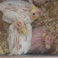 جوجه عروس هلندی لوتینو ۱۵روزه