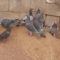 کبوتر پلاکی