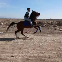 اسب کرد نریون|اسب و تجهیزات اسبسواری|کاشمر, |دیوار