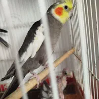 یک جفت عروس هلندی مولد + دو جوجه